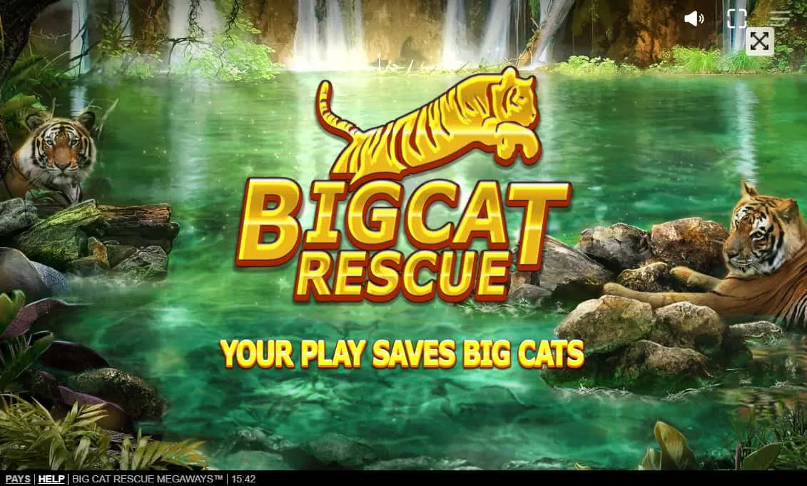 big rescue cat megaways